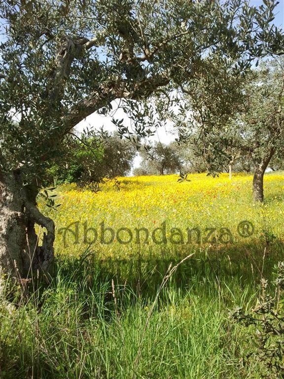 Villa Agriturismo Abbondanza Alberobello Exterior foto